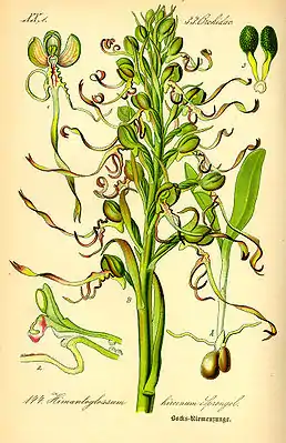 Himantoglossum hircinumAbbildung in:Otto Wilhelm Thomé: Flora von Deutschland, Österreich und der Schweiz. Gera 1885