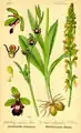 Orchis anthropophora (rechts).Abbildung in:Otto Wilhelm Thomé: Flora von Deutschland, Österreich und der Schweiz, Gera 1885