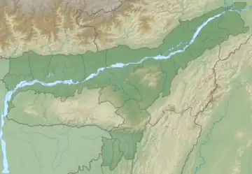 Dunkle Weichschildkröte (Assam)