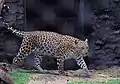 Indischer Leopard (Panthera pardus fusca)