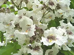 Trompetenbaum (Catalpa bignonioides), Blüten