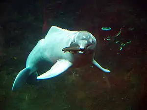 Amazonasdelfin, Zoo Duisburg, Deutschland