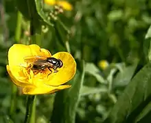 Cheilosia carbonaria