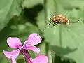 Großer Wollschweber (Bombylius major) besucht Silberblatt