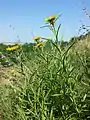 Schwert-Alant (Inula ensifolia), in Österreich gefährdet.