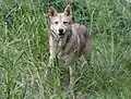 Saarlooswolfhund mit Agouti-Färbung in braun durch bb auf dem Braunlocus.