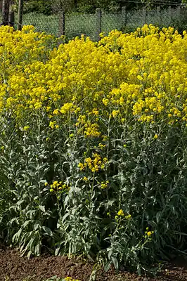 Färberwaid (Isatis tinctoria)