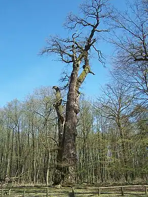 „Knusteiche“: Höhe 29 m, Brusthöhenumfang 9,35 m