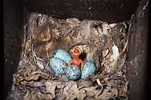 Innenfoto eines Nistkastens mit schnabelsperrendem Nestling und vier Eiern