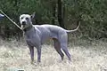 Thai Ridgeback