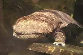 Japanischer Riesensalamander (Andrias japonicus)