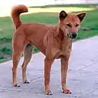 Korea Jindo Dog