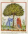 Jujube (Ziziphus jujuba). In: Abdul ibn Butlan. Tacuinum sanitatis in medicina. 13. Jh., Codex Vindobonensis Series Nova 2644, Blatt 15v