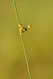 Fruchtstand der Faden-Binse