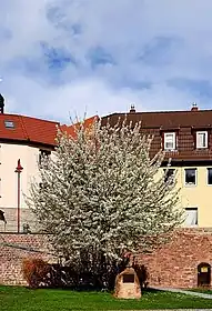 Junghuhn-Gedenkstein im April 2023. Der Kirschbaum steht in voller Blüte