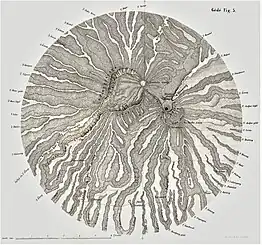 Vulkanmassiv Gedé-Pangrango.Aus F. Junghuhn: Java, seine Gestalt, Pflanzendecke und innere Bauart,Band 2, S. 22. – Zur Gipfelregion: Siehe die Karte Gede, eine nach Norden ausgerichtete Nebenkarte auf Blatt 2 der Kaart van het eiland Java.