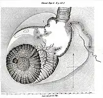 Gunung Slamat. Fig. 6(2. Band Seite 164)