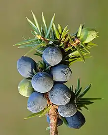 Wacholderbeeren und Nadeln des Gemeinen Wacholders (Juniperus communis)