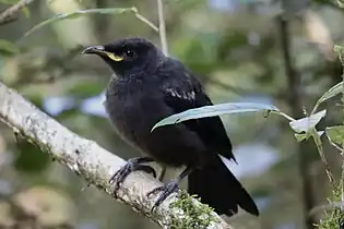 Juveniler Tūī