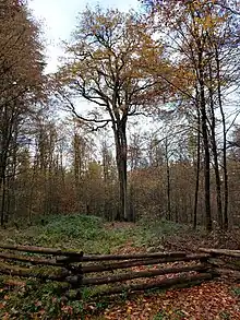 Mutter- bzw. Königseiche im Kammerwald