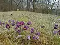 Küchenschellen Pulsatilla cf. vulgaris im flächenhaften Naturdenkmal "Steppenheide Untere Steig" auf dem Kamm zwischen Jagst- und Hergstbachtal