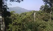 Foto der Waldlandschaft im Nationalpark Kaeng Krachan