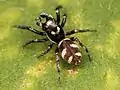 … und Männchen der Mauer-Zebraspringspinne (S. scenicus).