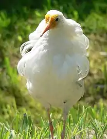 Männlicher Kampfläufer im Prachtkleid