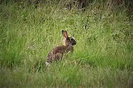 Wildkaninchen im NSG