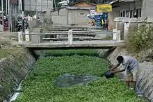 Wasserspinatkultur (Kanko) in einem Kanal