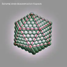 Schema eines ikosaedrischen Kapsids (Die Kugeln entsprechen den einzelnen Kapsomeren.)