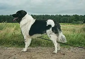 Karakatschan, Bulgarischer Hirtenhund