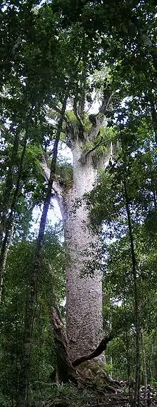 Kauri-Baum im Waipoua-Wald (Nordinsel, Neuseeland)