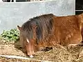 Kerry Bog Pony im Kerry Bog Village Museum