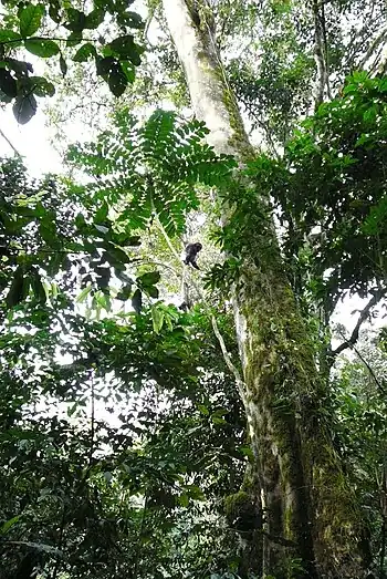 Schimpanse im Kibale-Nationalpark