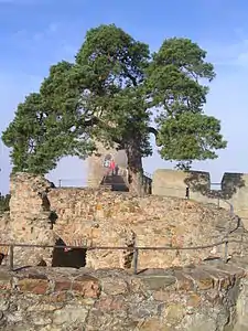 Kiefer auf der Burgmauer