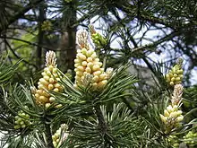 Beispiel für einen männlichen Blütenstand eines Gymnospermen (hier Waldkiefer)