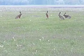 Ausgedehnte Grassteppe der Puszta