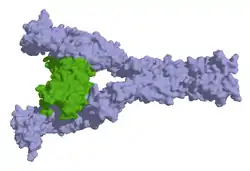 Tyrosinkinase KIT