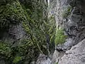 Blick in die obere Engstelle flussabwärts vom Steg über die Schlucht