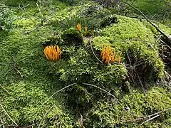 Klebriger Hörnling (Calocera viscosa) im stark bemoosten Nadelwaldboden