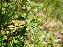 Kleine Sterndolde (Astrantia minor), Blatt