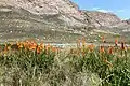 Kniphofia uvaria im Swartberg Nature Reserve