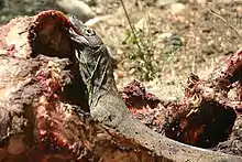 Komodowaran beim Fressen an einem Kadaver