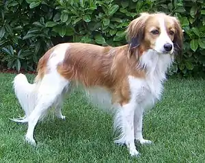 Kooikerhondje