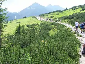 Blauer Wanderweg auf der Alm Hala Królowa