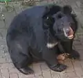 Asiatischer Schwarzbär