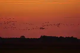 Kraniche beim abendlichen Einflug auf die Langen Wiesen am Rietzer See