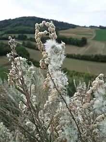 Hornmelde, erkennbar ist die starke Behaarung.