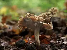 Krause KraterelleCraterellus undulatus